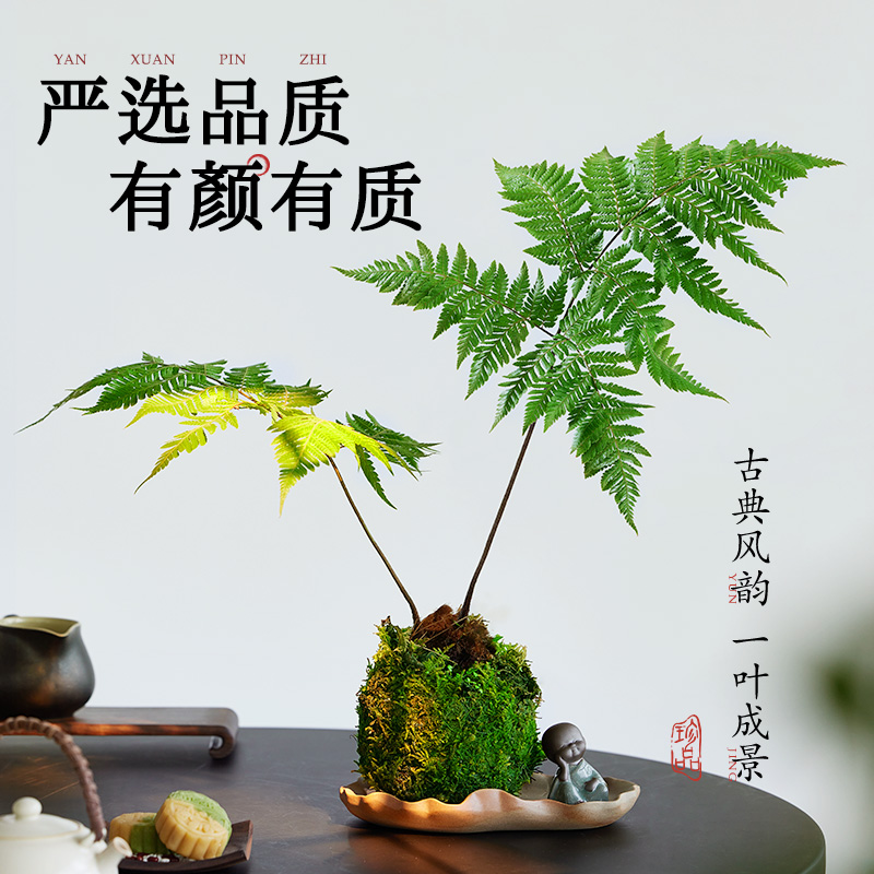 水培植物蕨类盆栽红磷蕨苔藓球