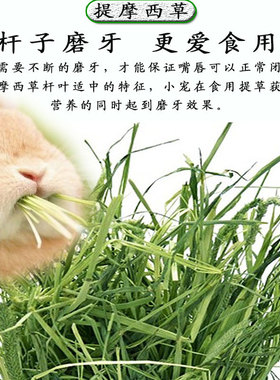 2025年新晒干头茬提摩西草荷兰猪干草饲料龙猫豚鼠兔粮牧草兔子草