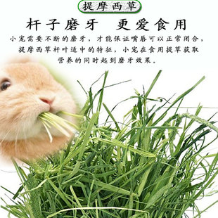 2025年新晒干头茬提摩西草荷兰猪干草饲料龙猫豚鼠兔粮牧草兔子草