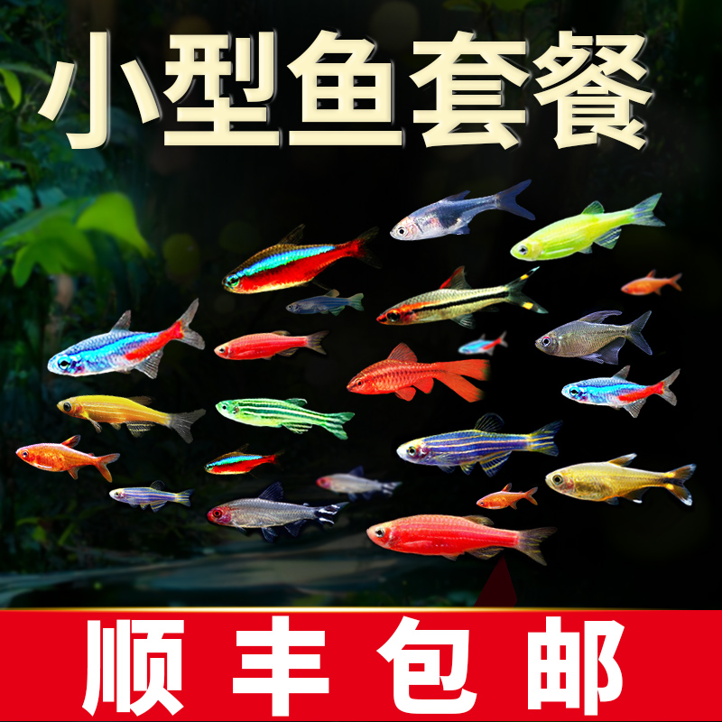 热带观赏鱼荧光斑马鱼孔雀鱼灯科红绿灯鱼小型活鱼冷水鱼淡水好养