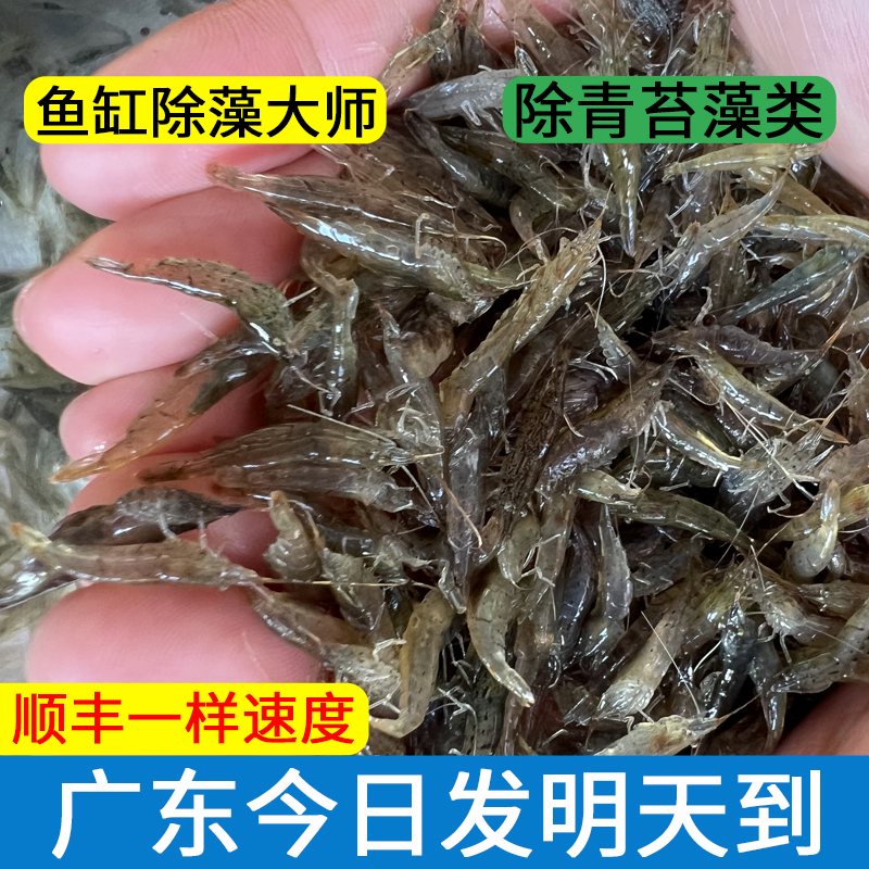 两广黑壳虾除藻虾鱼缸水草清洁工具迷你观赏米虾宠物活体饲料淡水