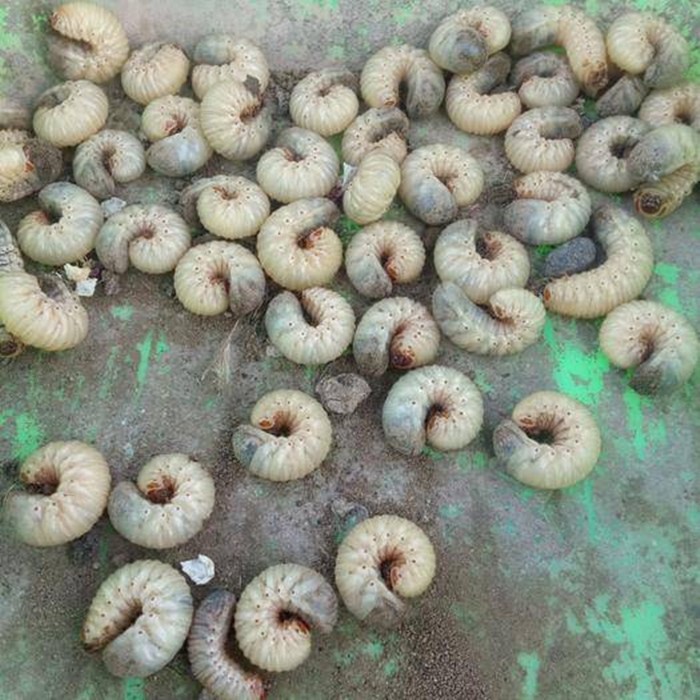 新品鱼饵黑坑野钓野战活虫钓鱼饵料蚯蚓鲶鱼鲤鱼黄辣丁蛴螬老母虫