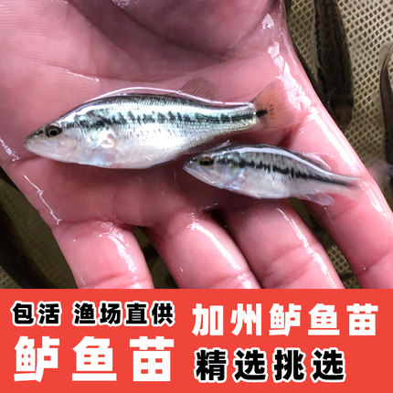 加州鲈鱼苗淡水大口鲈鱼苗活体养殖食用黑鱼草鱼桂花鱼苗活鱼苗