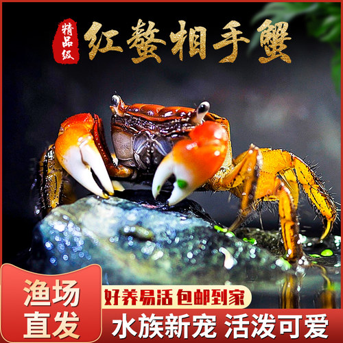 红鳌相手蟹淡水小螃蟹迷你辣椒蟹观赏蟹深水蟹鱼缸除藻清洁发财蟹