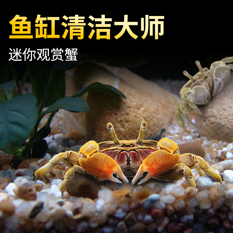迷你蟹辣椒蟹鳌虾相手蟹草缸好养小宠物除藻可深水养殖淡水观赏蟹