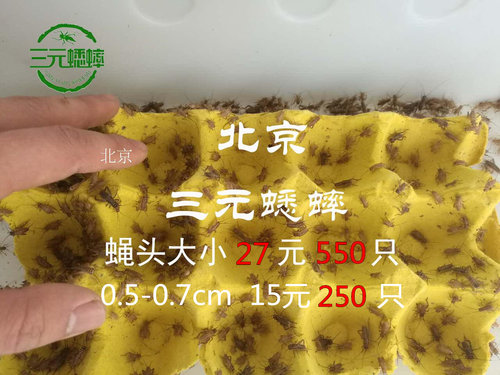 活体饲料 蛐蛐 蟋蟀 白蛐蛐 爬虫鱼鸟活食（小蝇头）0.5～0.7cm