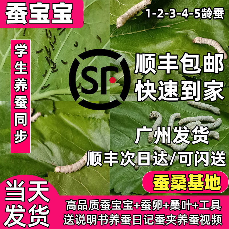 蚕宝宝活物幼蚕活体学生养蚕套装七彩蚕春蚕蚕卵1龄234龄新鲜桑叶