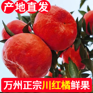 产地直发正宗四川老品种川红橘古红桔鲜果新鲜重庆万州红橘大红袍