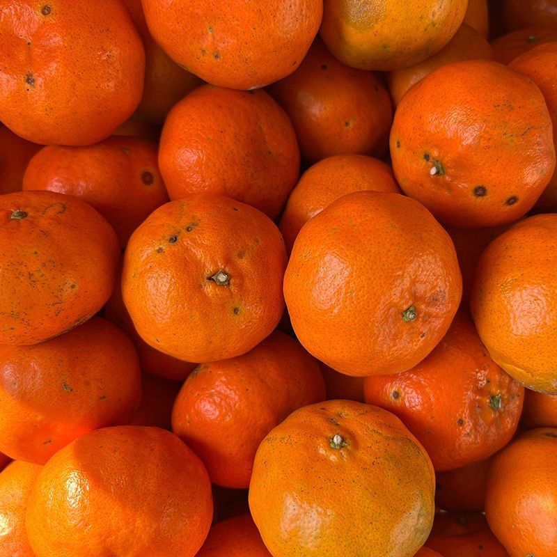 万州古红桔川红橘新鲜陈皮孕妇四川老品种大红袍正宗重庆老树柑子