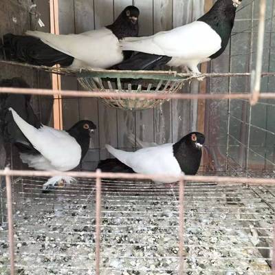 鸽舍直发鸽子活物一对活体鸽幼鸽幼崽信鸽纯种观赏鸽两头乌