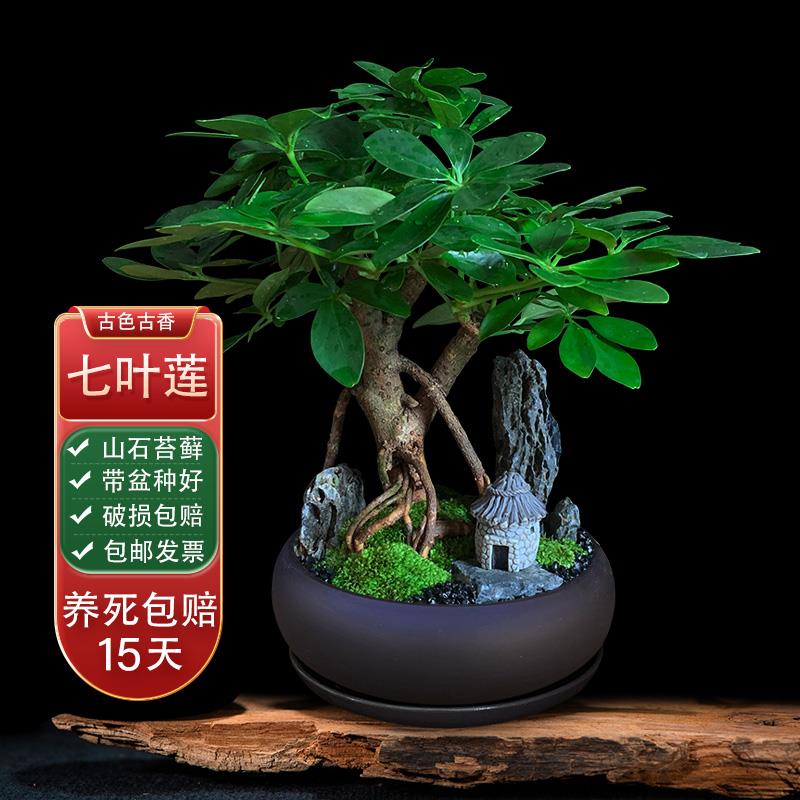 七叶莲绿植室内盆栽植物好养办公桌面招财客厅旺宅盆景八方来财树