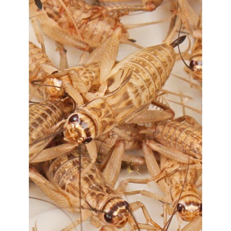 无菌白蟋蟀针头蟋蟀活物油葫芦食用蛐蛐睫角守宫鬃狮树蛙芦丁鸡粮