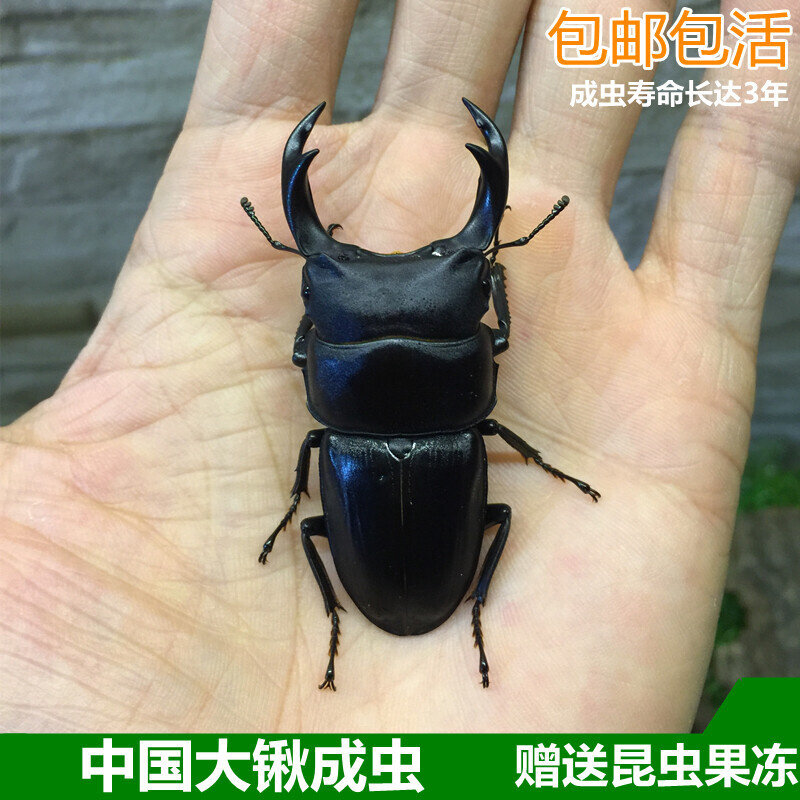 中国大锹 新手入门昆虫宠物 中华大锹扁锹甲 成虫活体独角仙甲虫图片