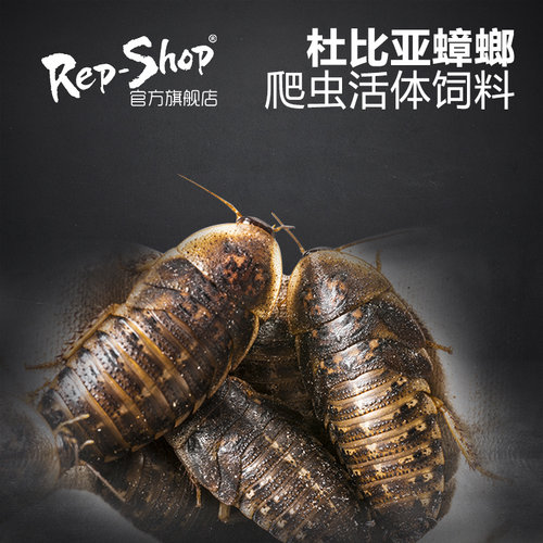杜比亚蟑螂活虫爬宠蜥蜴角蛙守宫变色龟龙鱼活体食物超樱桃可繁殖