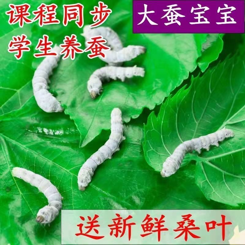 蚕宝宝学生养蚕套装活体春蚕幼虫活物儿童小蚕5龄大蚕送新鲜桑叶