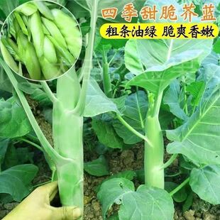 芥兰种子四季大芯甜芥蓝种子白花鸡腿甜芥兰种子绿叶甘兰蔬菜种子
