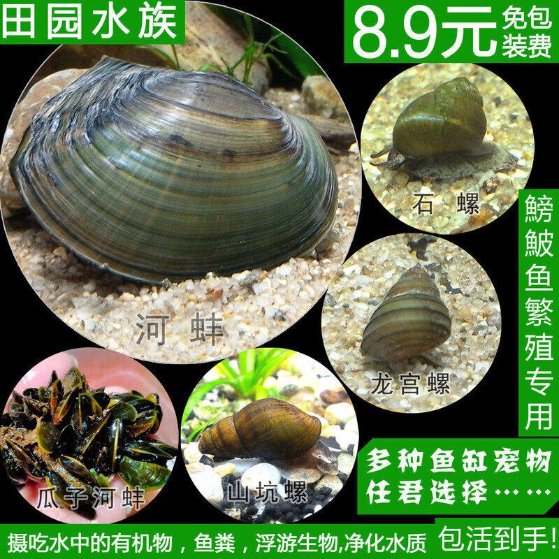 冷水养淡水河蚌活体黄金蚬贝壳贻贝瓜子蚌杜氏蚌除绿水鰟鮍鱼繁殖