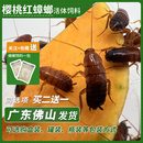 櫻桃蟑螂活體飼料櫻桃紅蟑螂幼體活蟲爬寵爬蟲鳴蟲食物守宮金龍魚