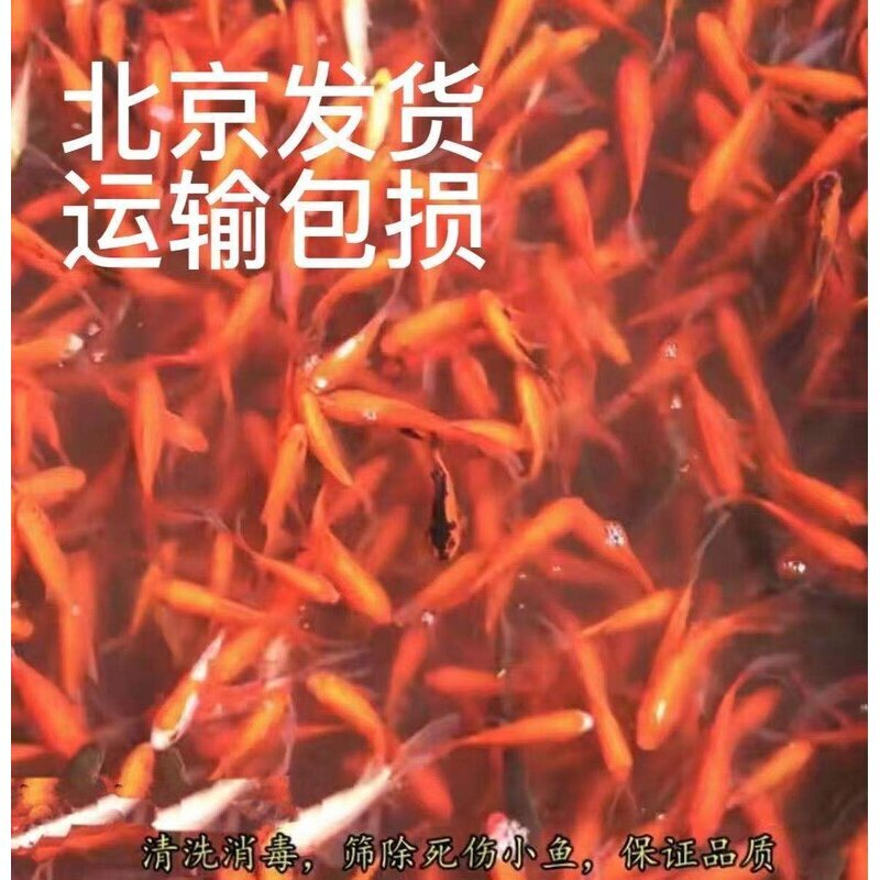 冷水草金鱼锦鲤活体练手观赏鱼淡水称斤小红草龙鱼大型鱼龟饲料鱼