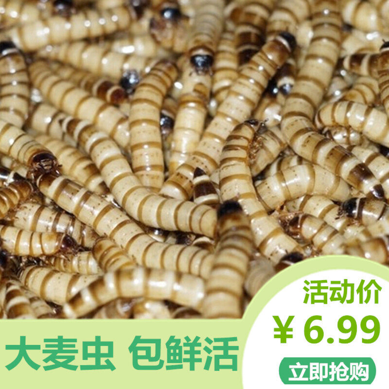 大麦虫500g鲜活大号面包虫八哥画眉鸟食乌龟金银龙鱼活体虫子饲料