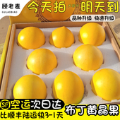 顺丰空运次日达云南冬蜜黄晶果礼盒新鲜黄金果西双版 纳黄金牛奶果