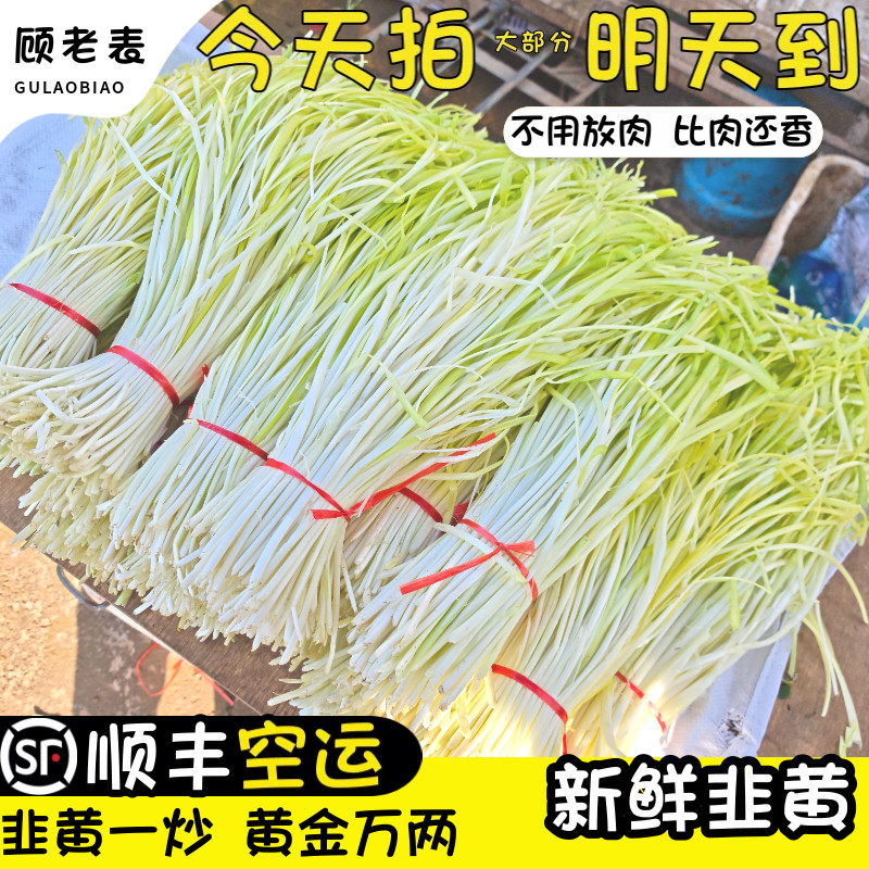 空运次日达新鲜韭黄黄韭菜