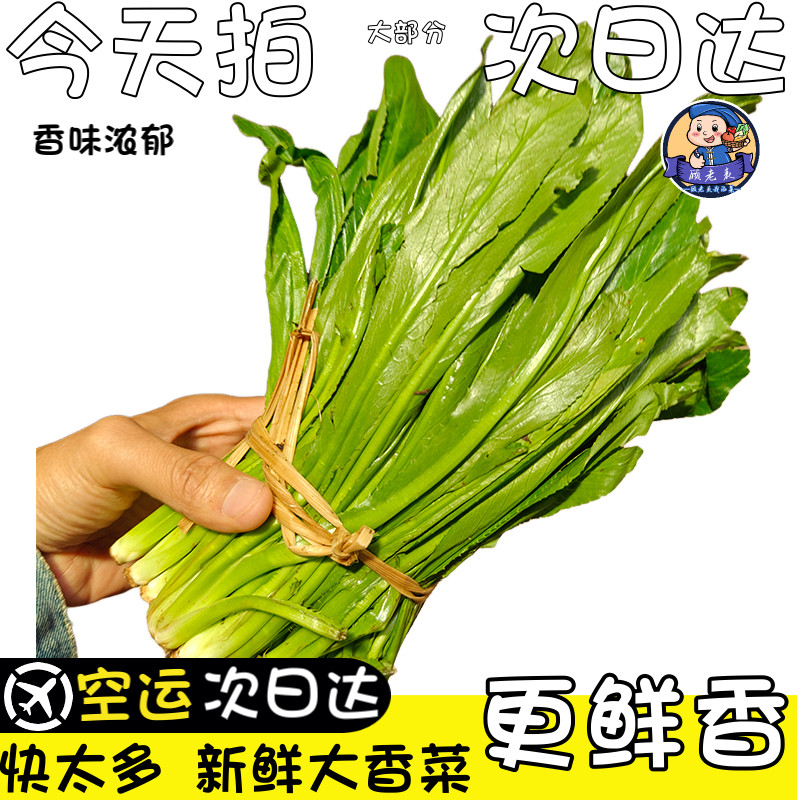 空运次日达现摘大香菜顺丰
