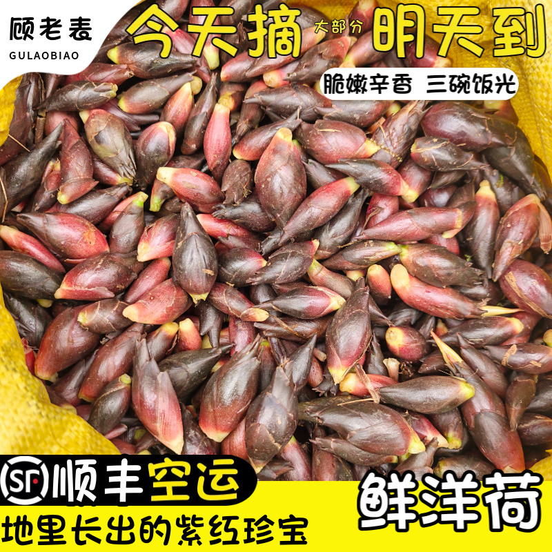 顺丰空运次日达新鲜现挖阳荷洋荷