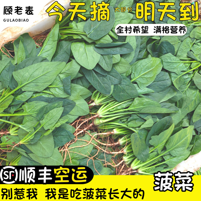 空运次日达云南红根菠菜鲜嫩