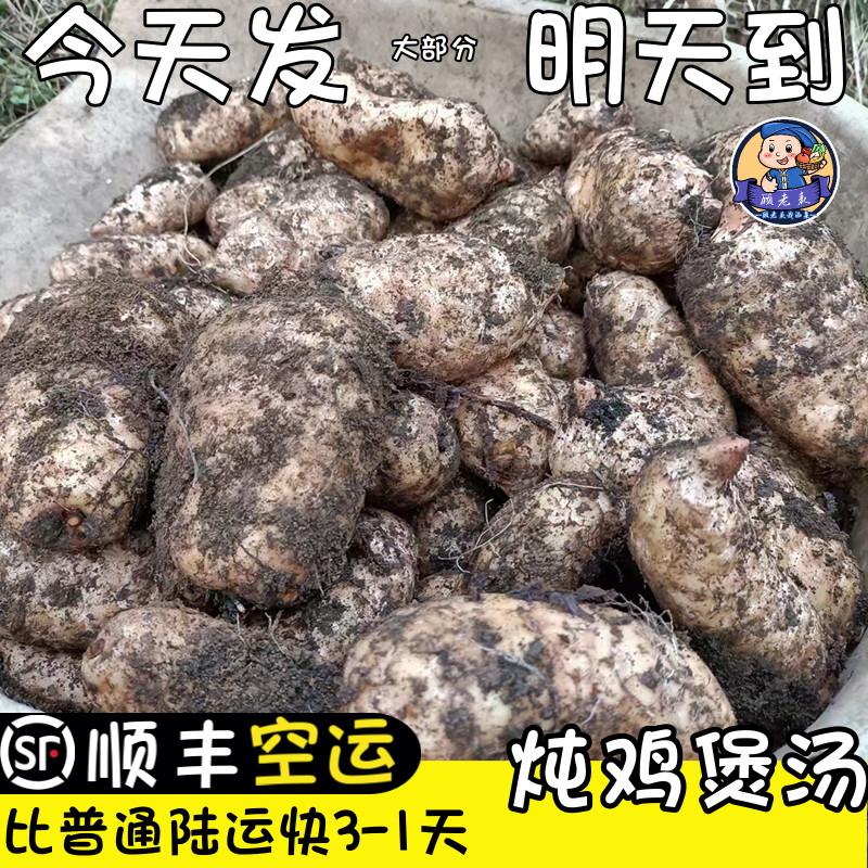 顺丰空运云南昭通小草坝天麻新鲜仿野现挖次日达湿天麻煲汤炖鸡
