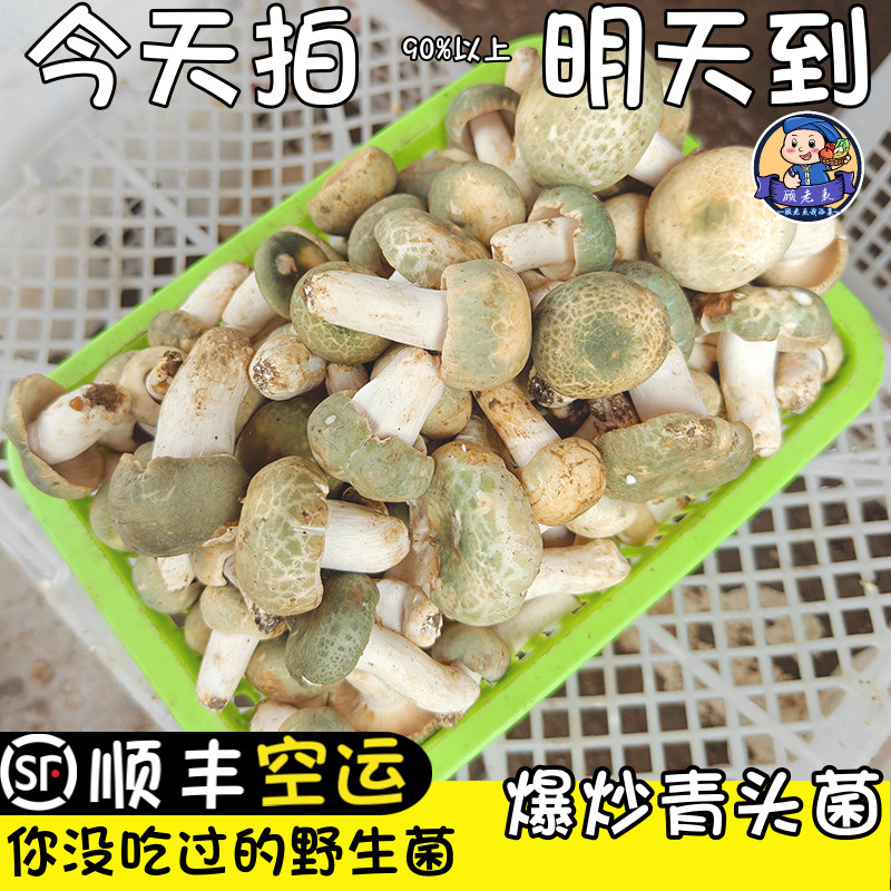 顾老表云南青头菌野生菌现挖顺丰
