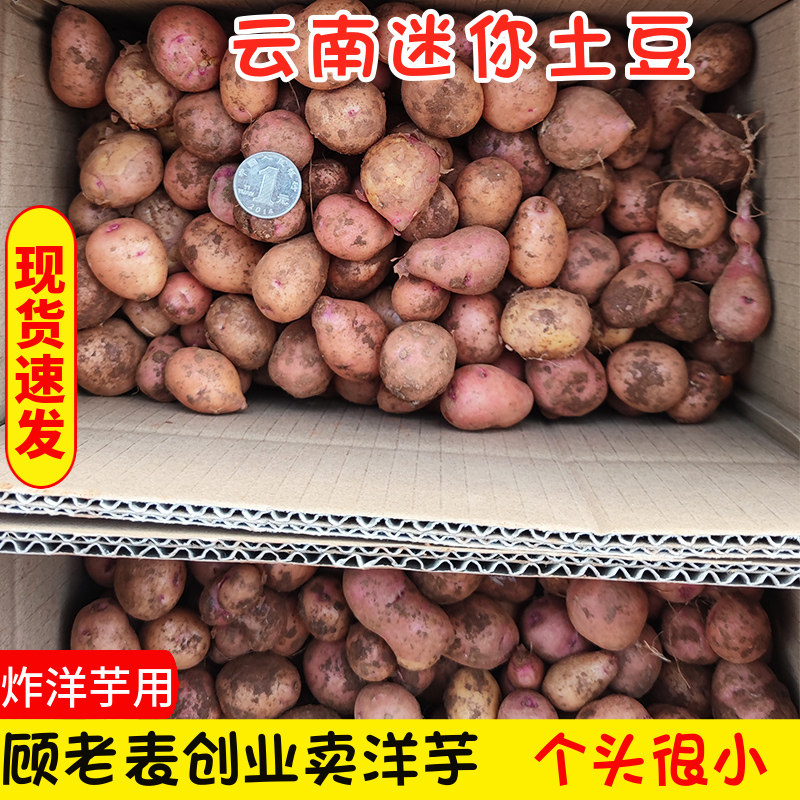 云南珍珠硬币迷你土豆红皮黄心袖珍商用炸洋芋烧烤马铃薯新鲜菜9