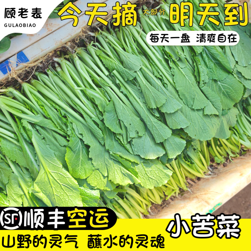 空运次日达小青菜云南现摘