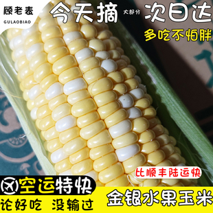 空运次日达云南金银水果玉米新鲜甜玉米甜脆粘糯爆浆苞谷早餐粗粮
