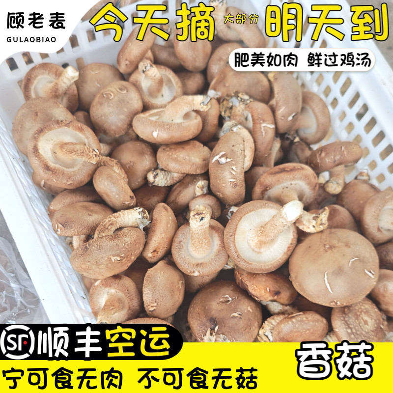 空运次日达云南新鲜香菇