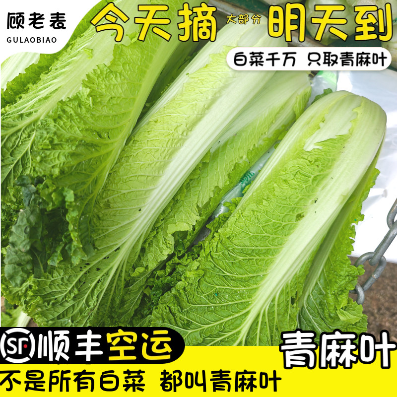 空运次日达云南高原青麻叶白菜