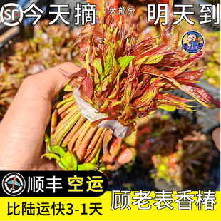 顺丰空运次日达云南特产香椿芽食用蔬菜新鲜现摘头茬香春芽椿菜叶