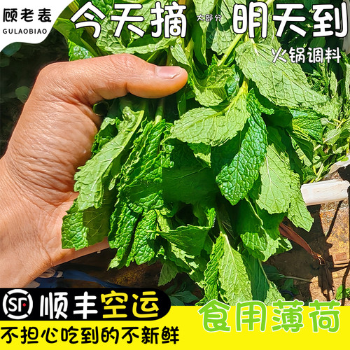 顺丰空运新鲜薄荷顾老表薄荷叶