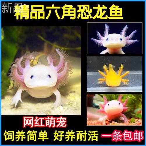 六角恐龙鱼冷水鱼蝾螈水族宠物活体六角龙淡水好养易活观赏网红鱼