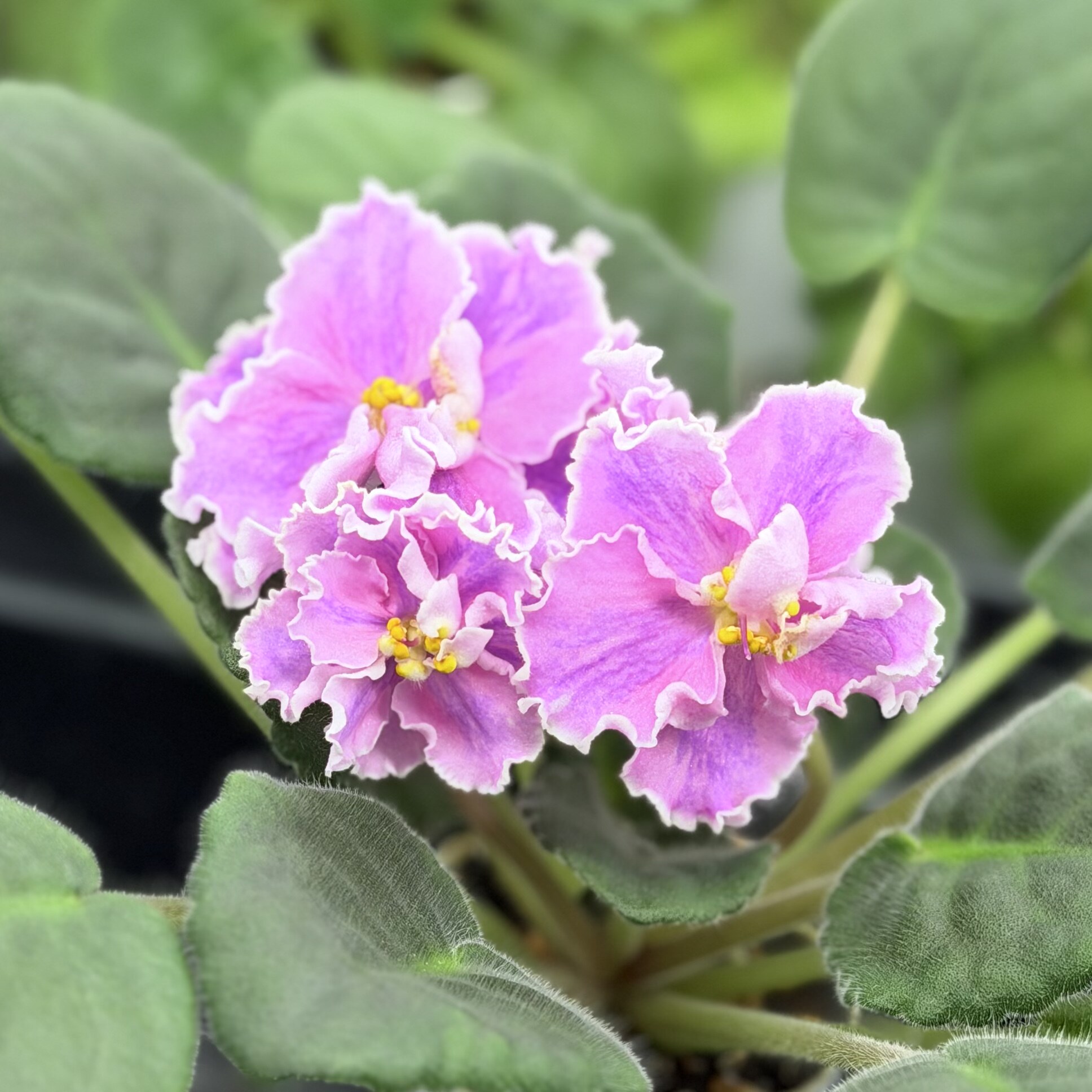 苦苣苔非洲堇缟花：玛瑙，开花苗，标准十字花紫罗兰