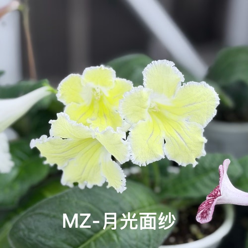 苦苣苔堇兰：MZ-月亮面纱，室内耐荫多季节开花多年生草本植物