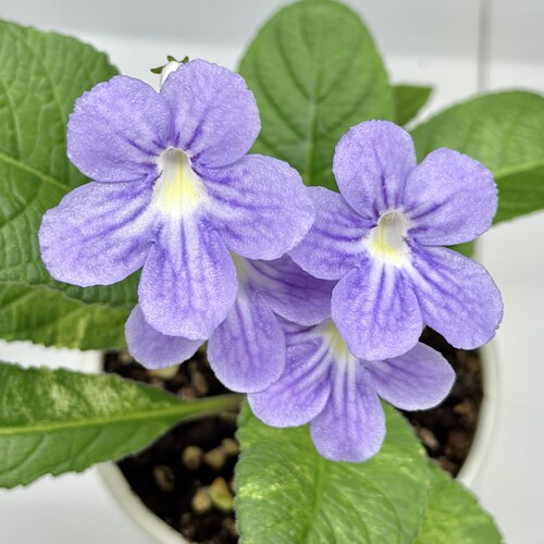 苦苣苔堇兰：薰衣草之星（国内培育）室内耐荫多季节开花多年生