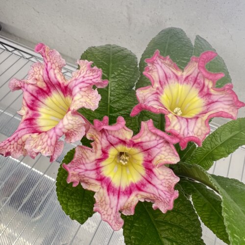 苦苣苔进口堇兰：DS-2238，室内耐阴，四季开花，多年生草本植物