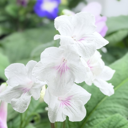 苦苣苔堇兰：MZ-云絮，室内耐荫多季节开花多年生草本植物