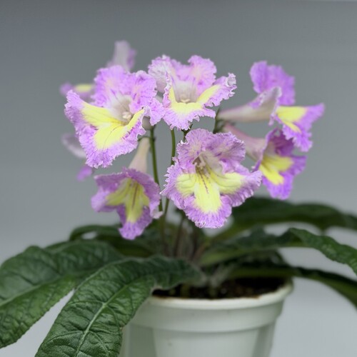 苦苣苔堇兰：MZ-蜜糖，室内耐荫多季节开花多年前草本植物
