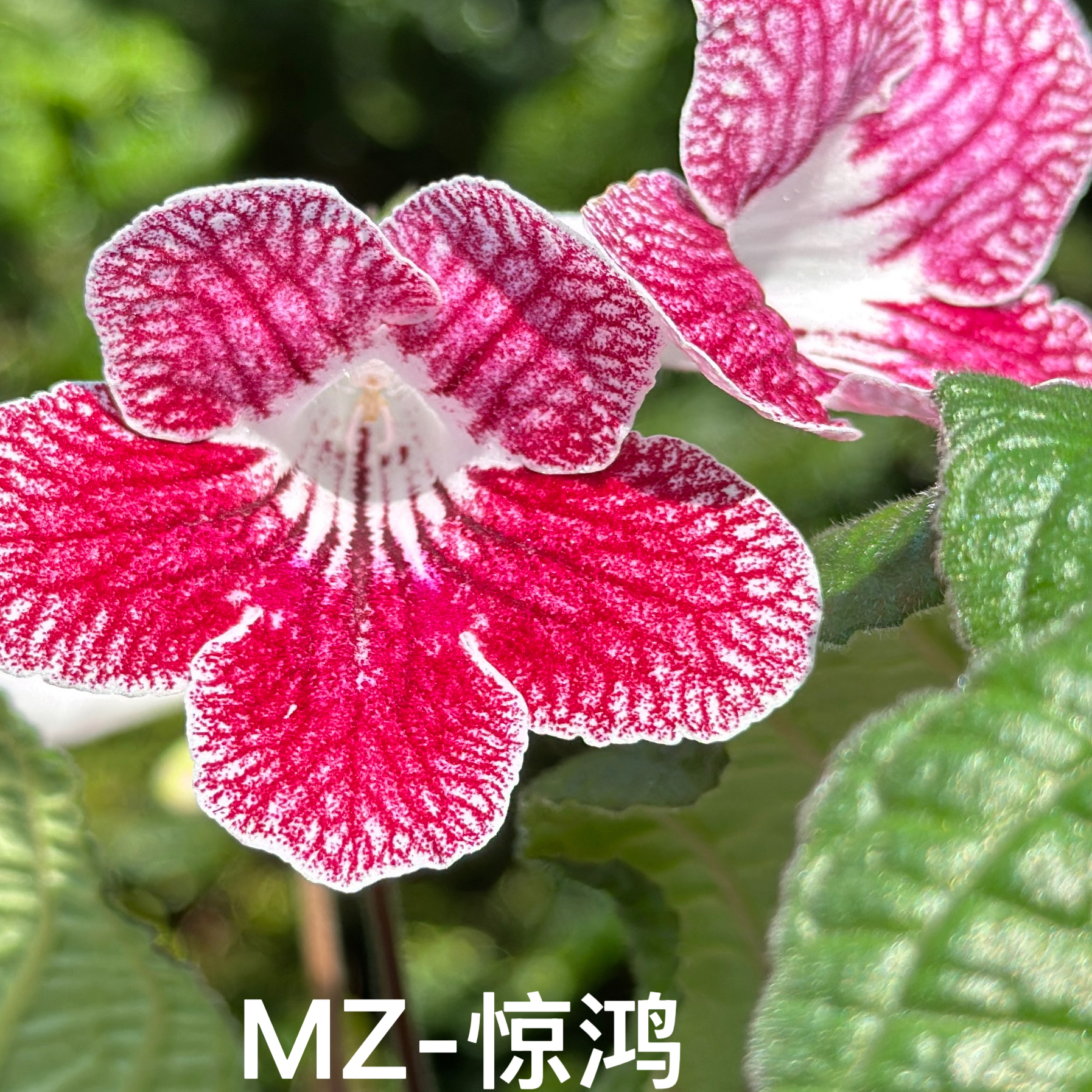 苦苣苔堇兰：MZ-惊鸿，室内耐荫四季开花多年生草本植物
