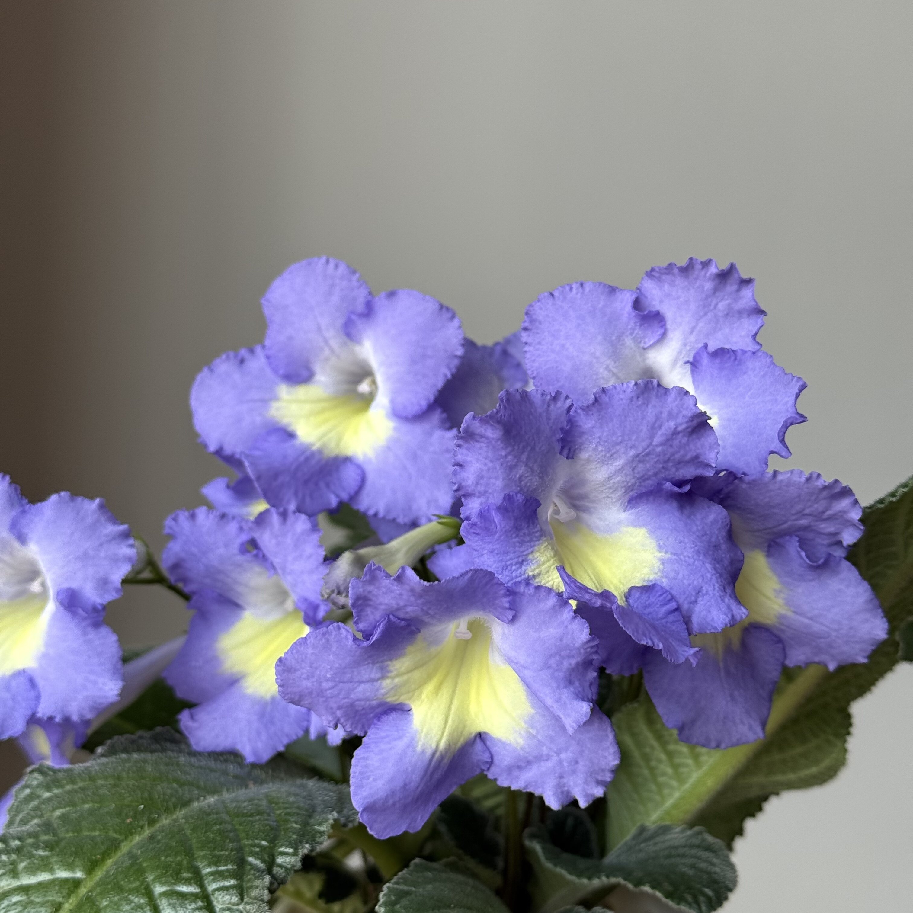 苦苣苔堇兰：薰衣草月光宝石（国内培育）室内耐荫四季开花多年生图片