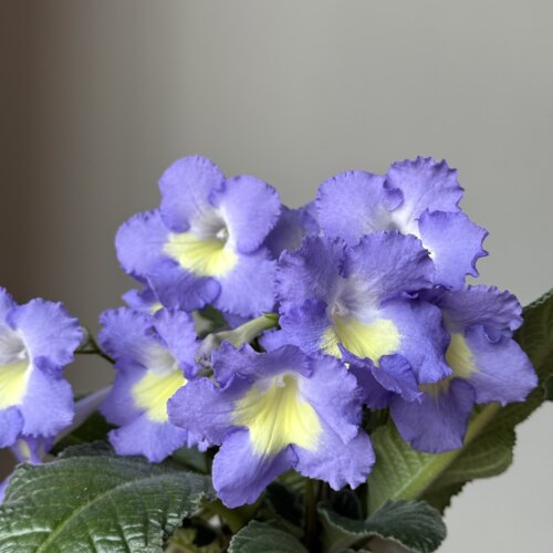 苦苣苔堇兰：薰衣草月光宝石（国内培育）室内耐荫四季开花多年生