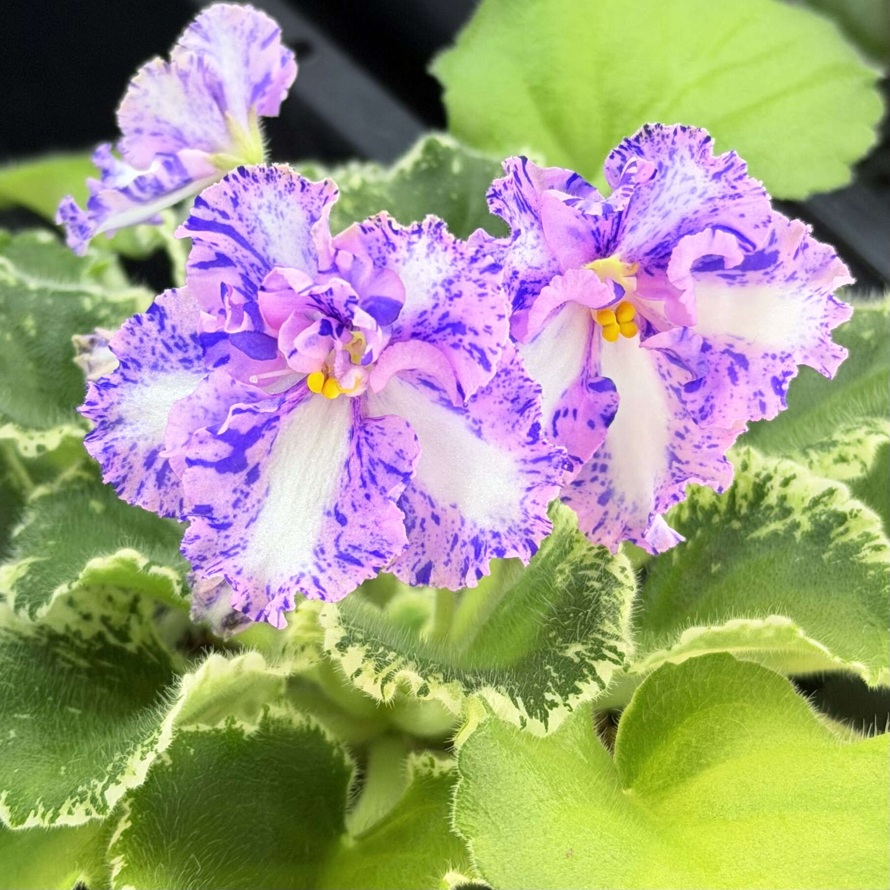 苦苣苔非洲堇缟花：从此幸福，对版苗，标准十字花紫罗兰