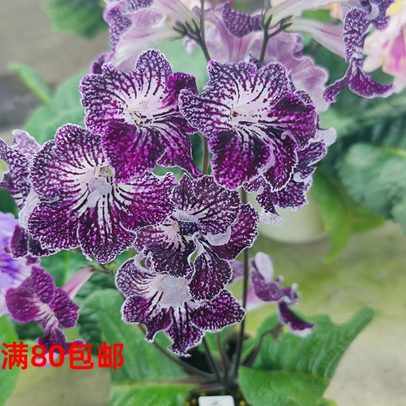 苦苣苔堇蘭：帕芙琳，室內(nèi)耐蔭四季開花多年生草本